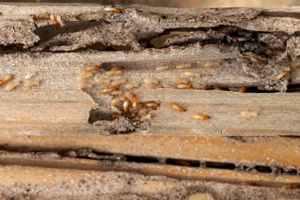 Best Insect Control  in Lancaster, PA